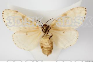 Butterfly Limantria dispar 0015